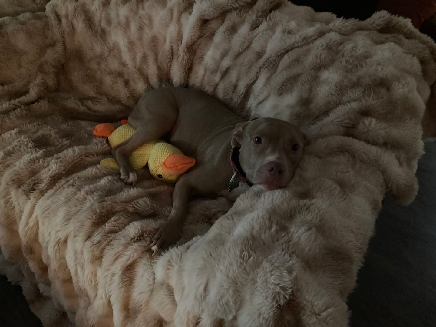 Customer photo review of Calming Duck