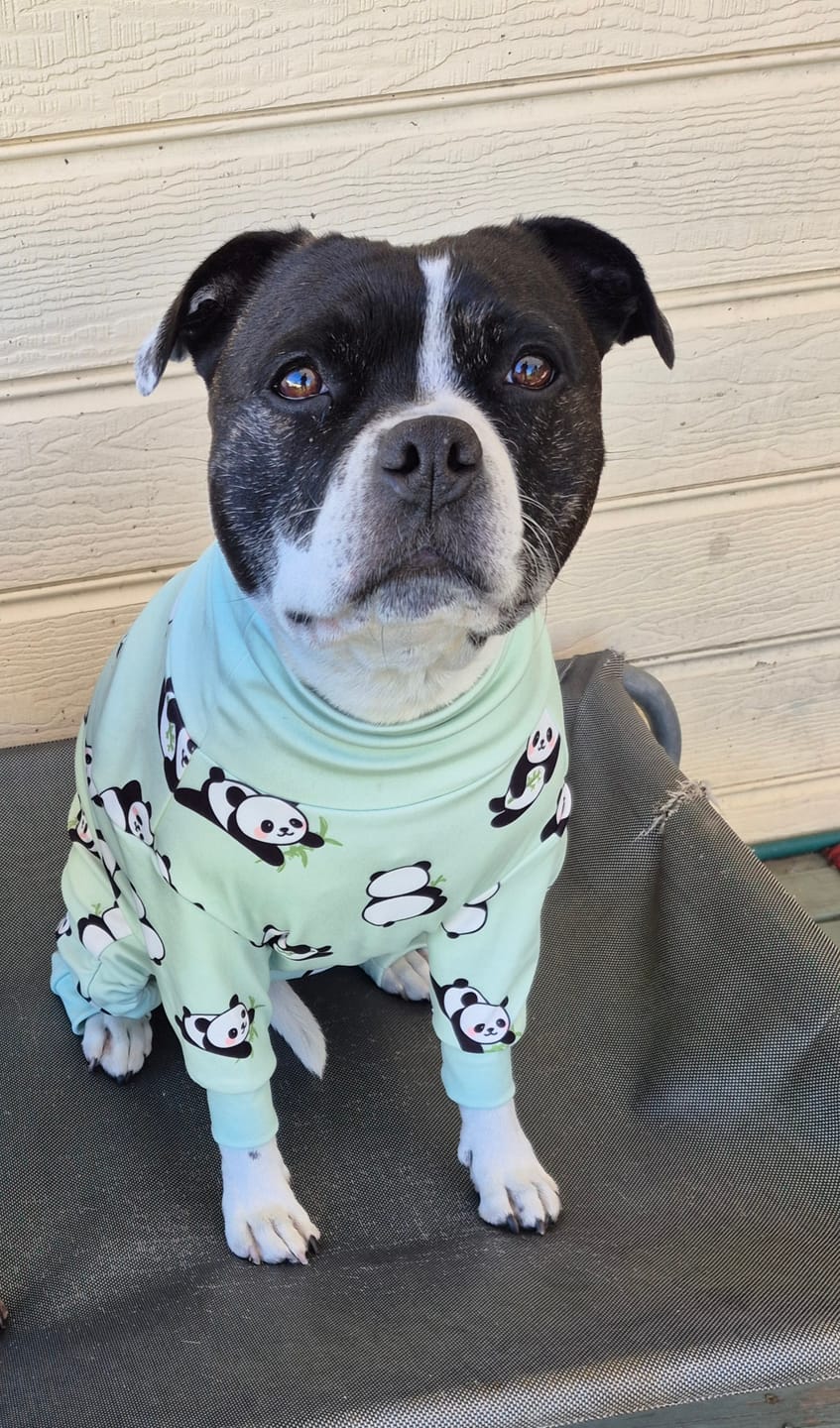 Customer photo review of Dog Pajama - Panda