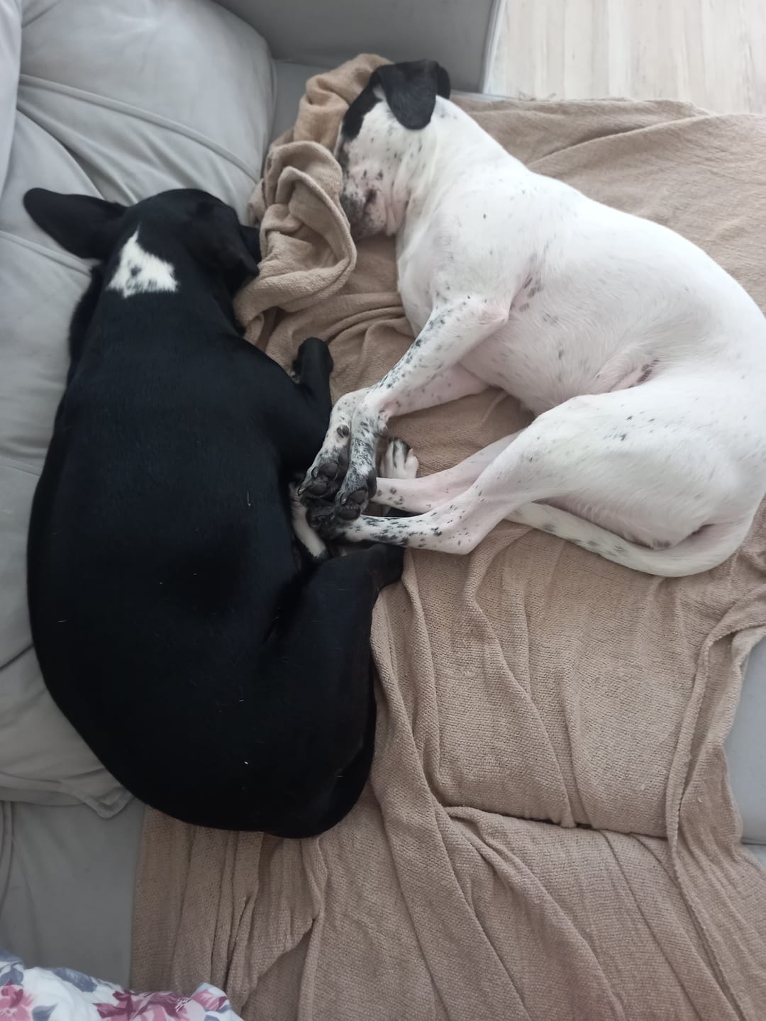 Customer photo review of Weasy Cão | Banheiro inteligente para cachorro