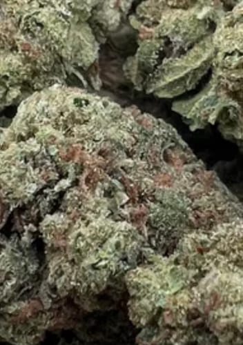 Customer photo review of Double D | THCA Flower Smalls