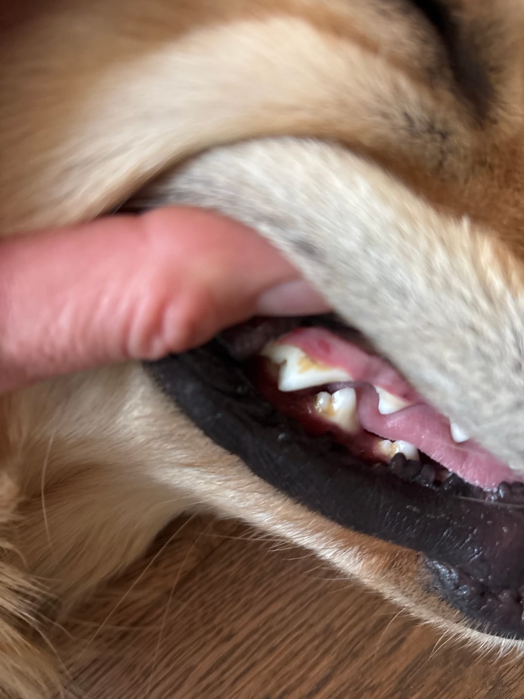 Customer photo review of Dentalspray bei Zahnstein für Hunde und Katzen