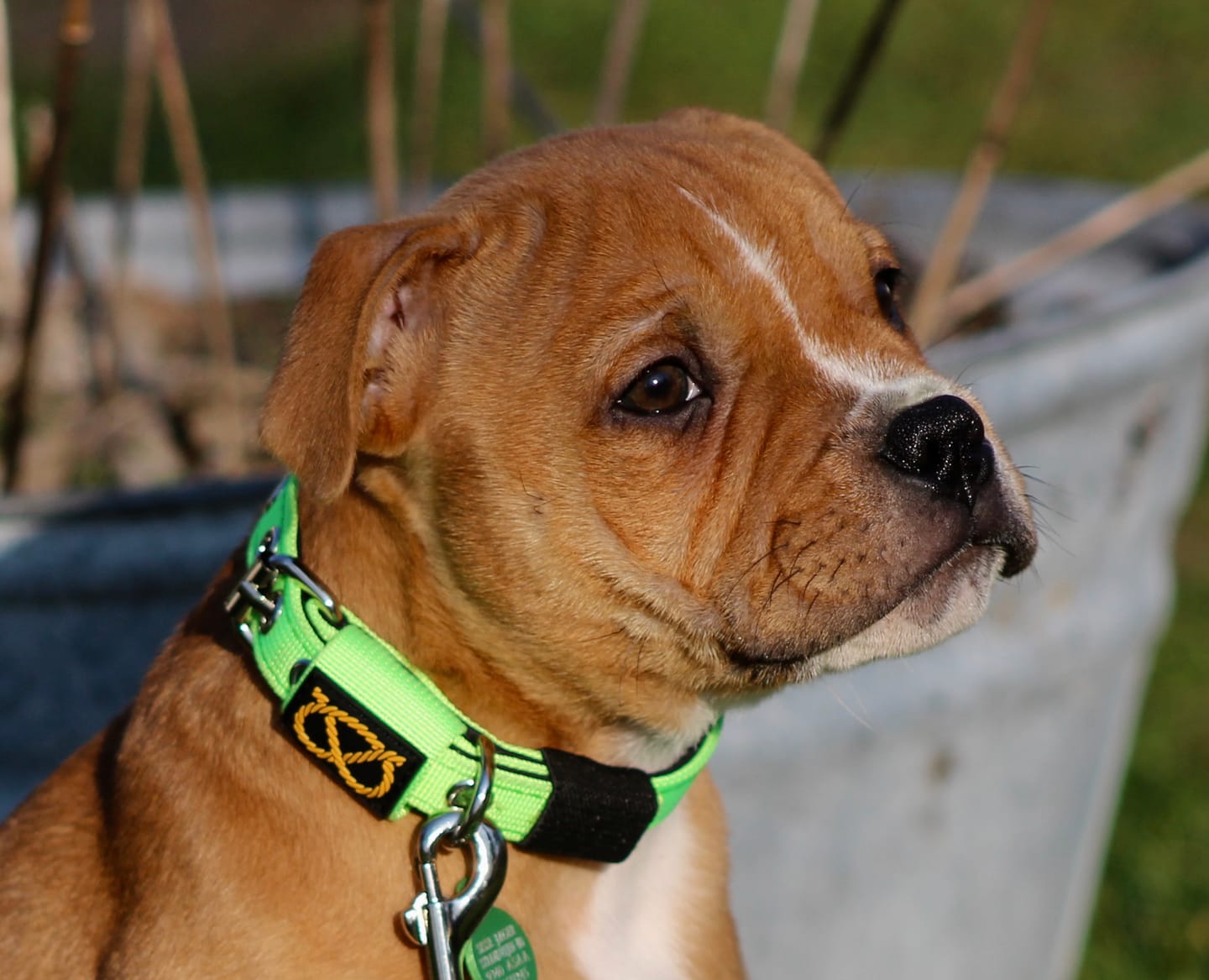 Customer photo review of Staffordshire Bull Terrier 1935® Puppy Collar & Leash Set - Alvin Edition - Aqua & Neon Orange