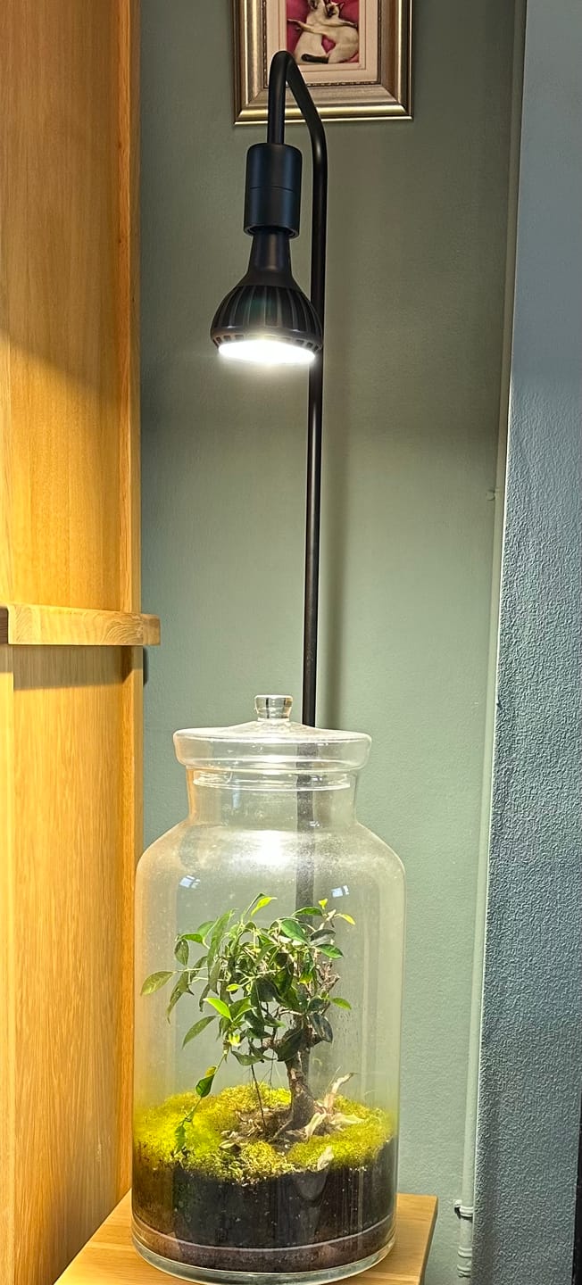 Customer photo review of Pianta Grow Light and Adjustable Floor Lamp Bundle