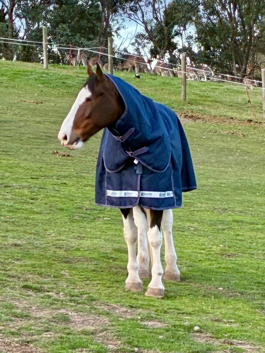 Customer photo review of LE Boxter Turnout Ripstop 200g