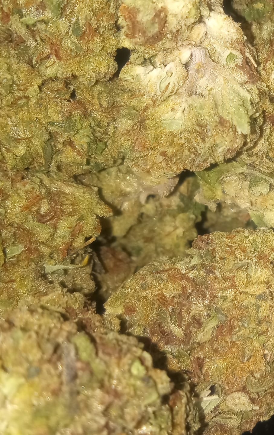 Customer photo review of Berry Gelato - 28 Grams - Indica