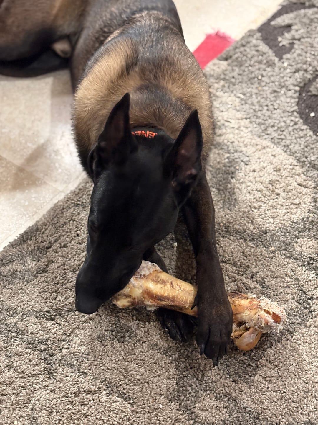 Customer photo review of Ostrich Hip Bone (12" x 5"x 3”): The Durable, Flavor-Packed Chew for Medium & Large Dogs