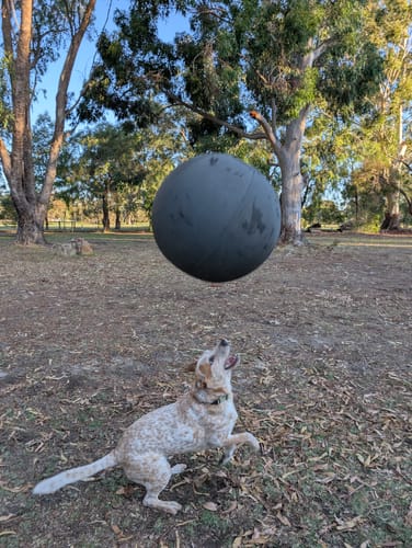 Customer photo review of Outback Herder -