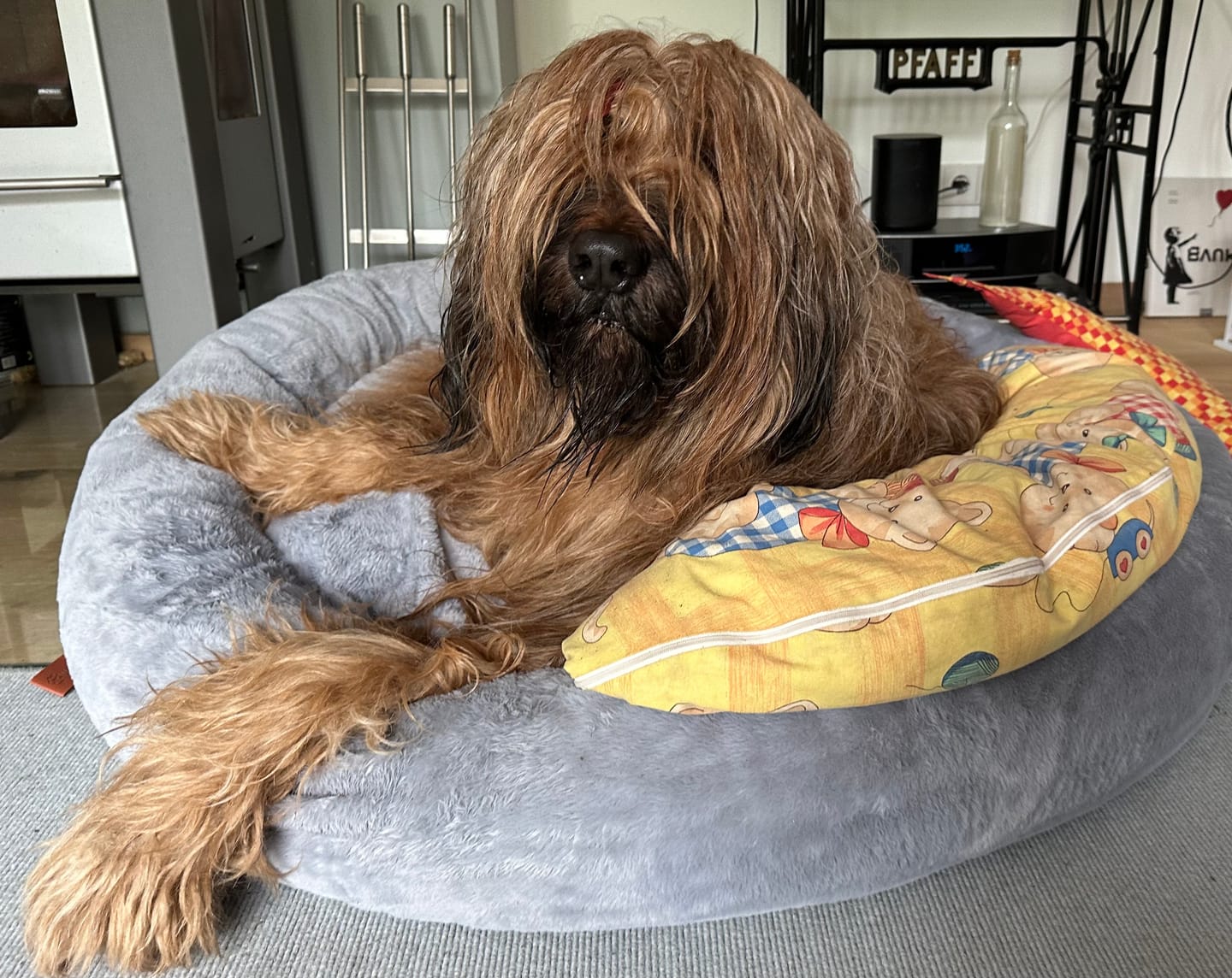 Customer photo review of Orthopädisches Hundebett Deluxe