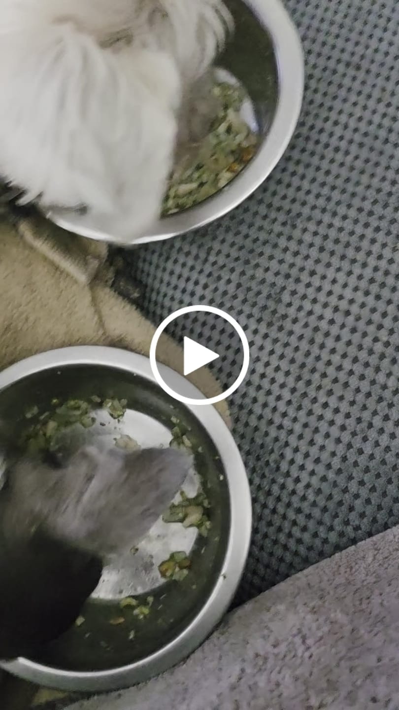 Customer video review of Pup Pot Meals - Variety Pack