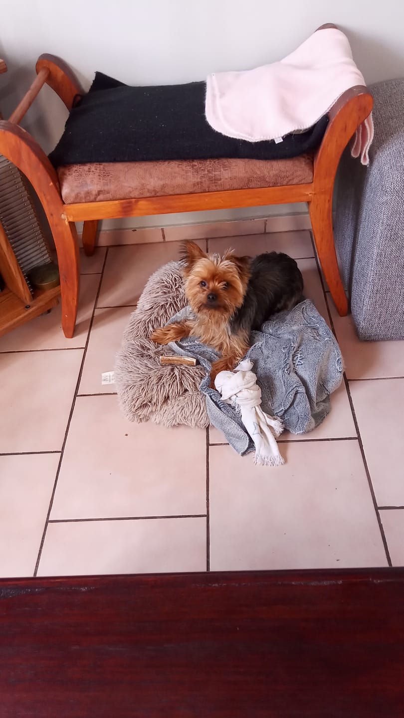Customer photo review of Asta de ciervo para perros - Principiante