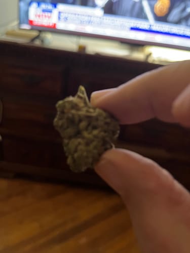 Close-up of a customer holding a single dense bud of Gelato between their fingers.