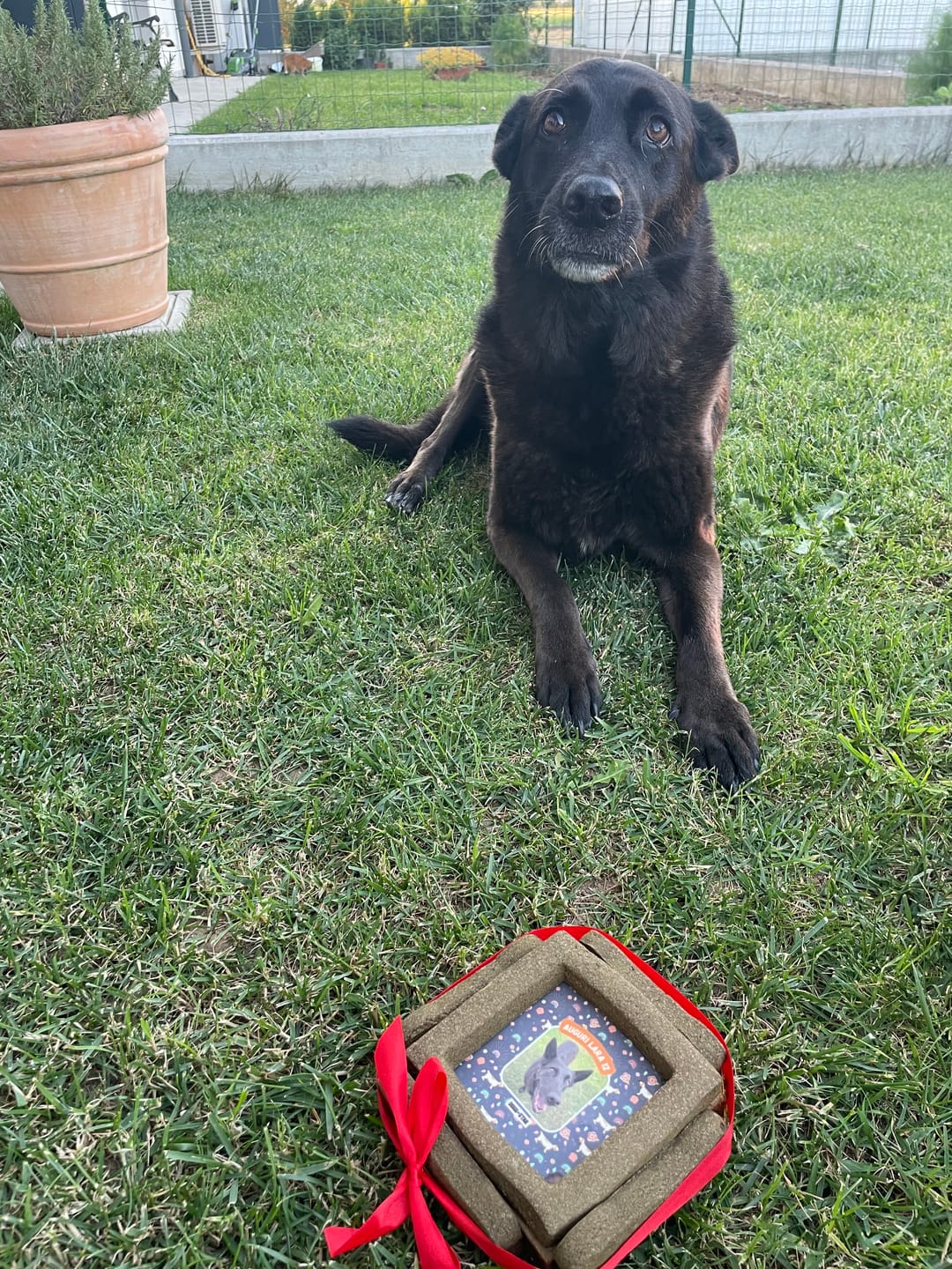 Customer photo review of BiscoBau Fotogenica Torta Per Cani con Fotografia e Messaggio (senza decorazioni di glassa o pasta di zucchero)