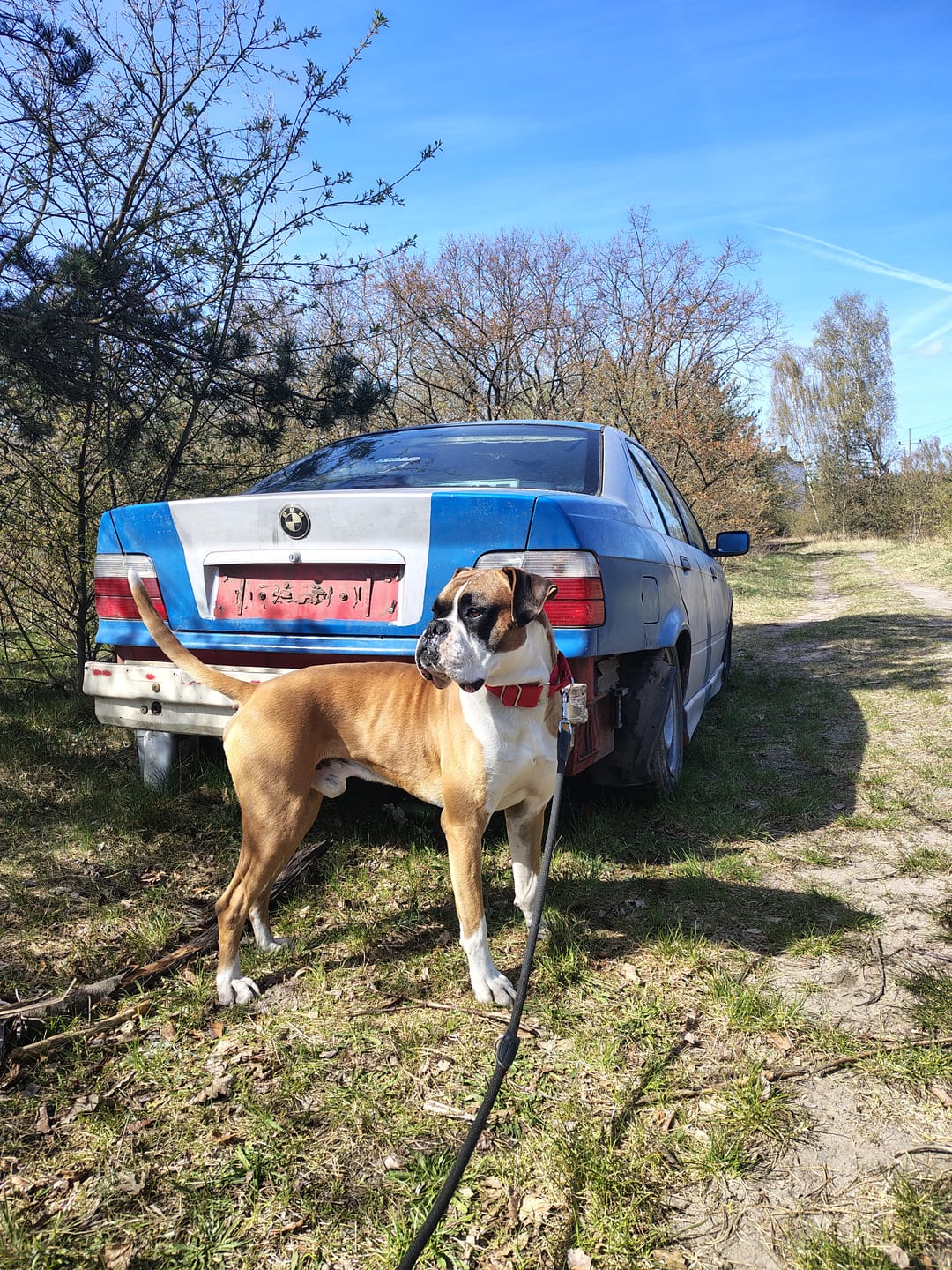 Customer photo review of Szeroka obroża półzaciskowa - Martingale Czerwona