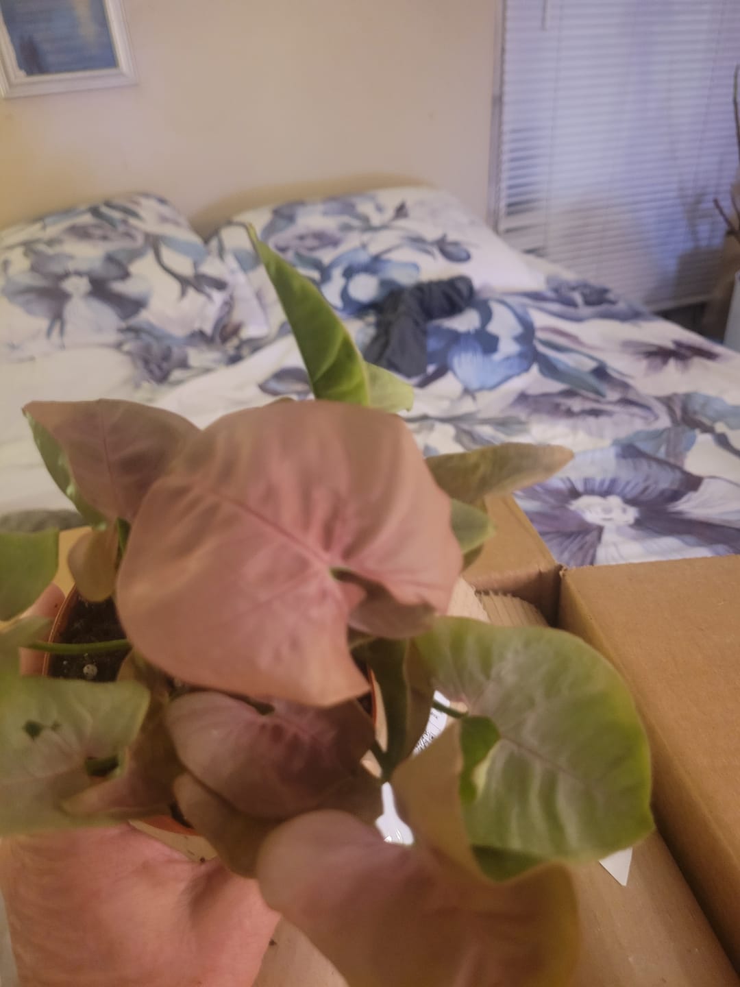 Customer photo review of Syngonium podophyllum ‘Pink Lava’