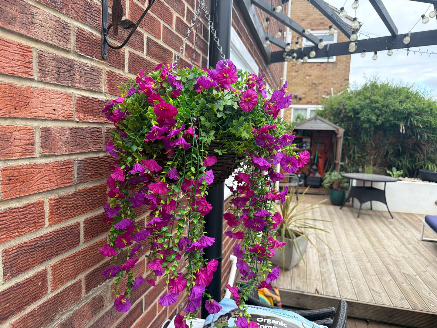 Customer photo review of Outdoor Hanging Petunia Basket - Purple