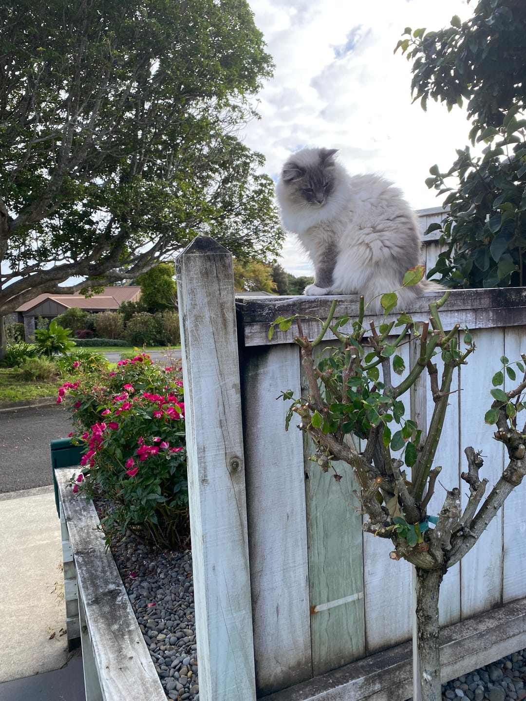 Customer photo review of NexGard SPECTRA for Large Cats 2.5-7.4kg