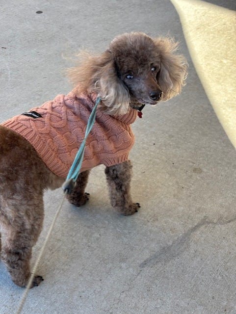 Customer photo review of Cable Knit Dog Sweater - Brown