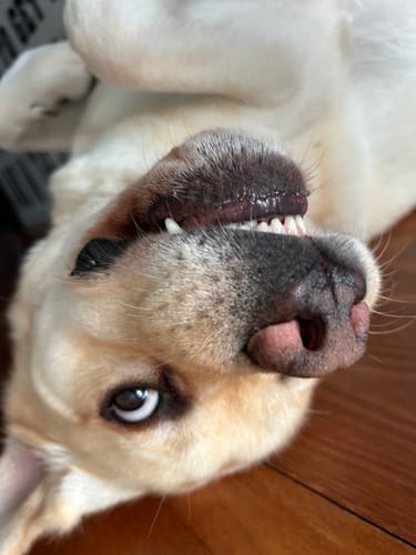 Customer photo review of LabraFur Lifestyle Kit