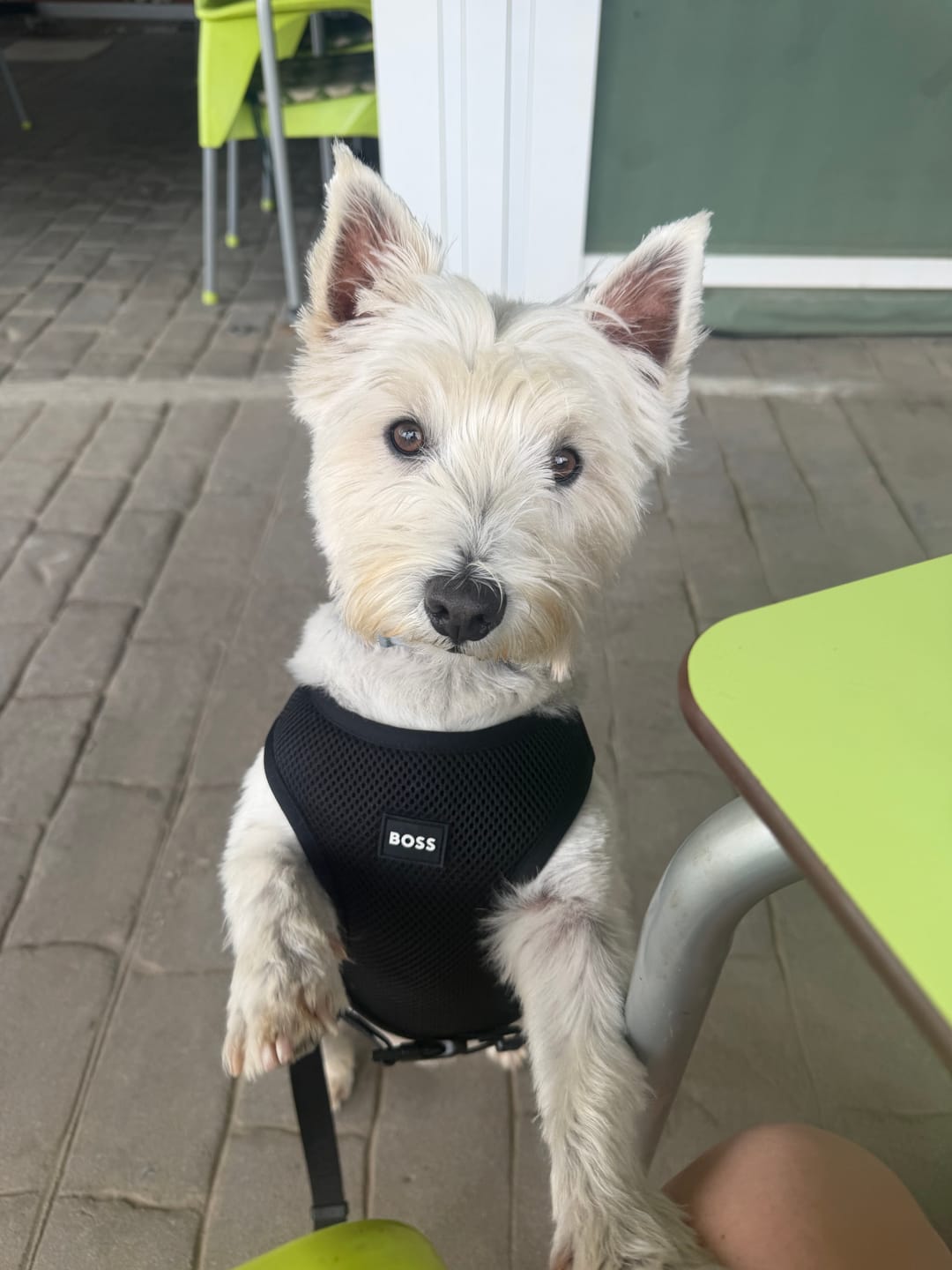 Customer photo review of Dog Essentials Leash