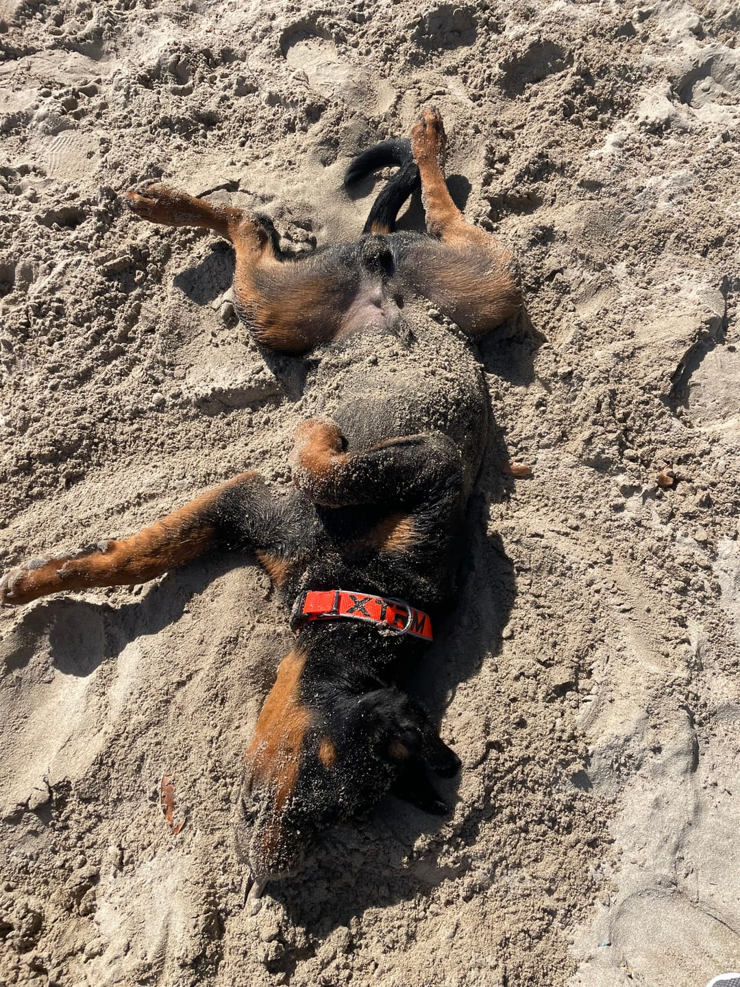 Customer photo review of Grain Free Giant Puppy