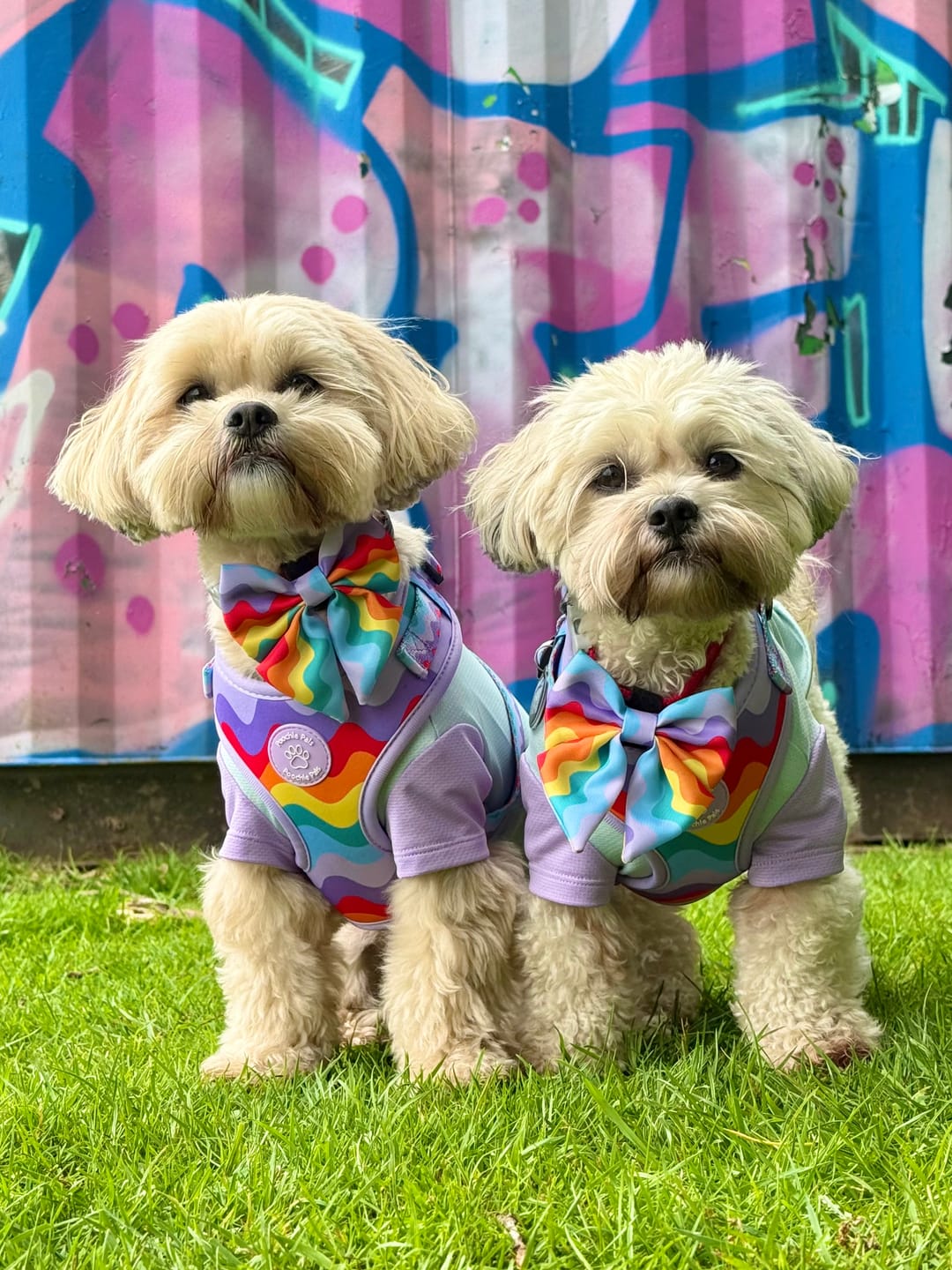 Customer photo review of Rainbow Walkies Adjustable