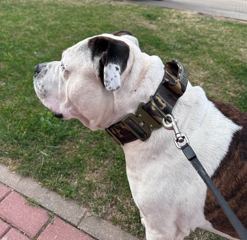 Customer photo review of 5cm Lighter Combat® Collar | Green Camouflage