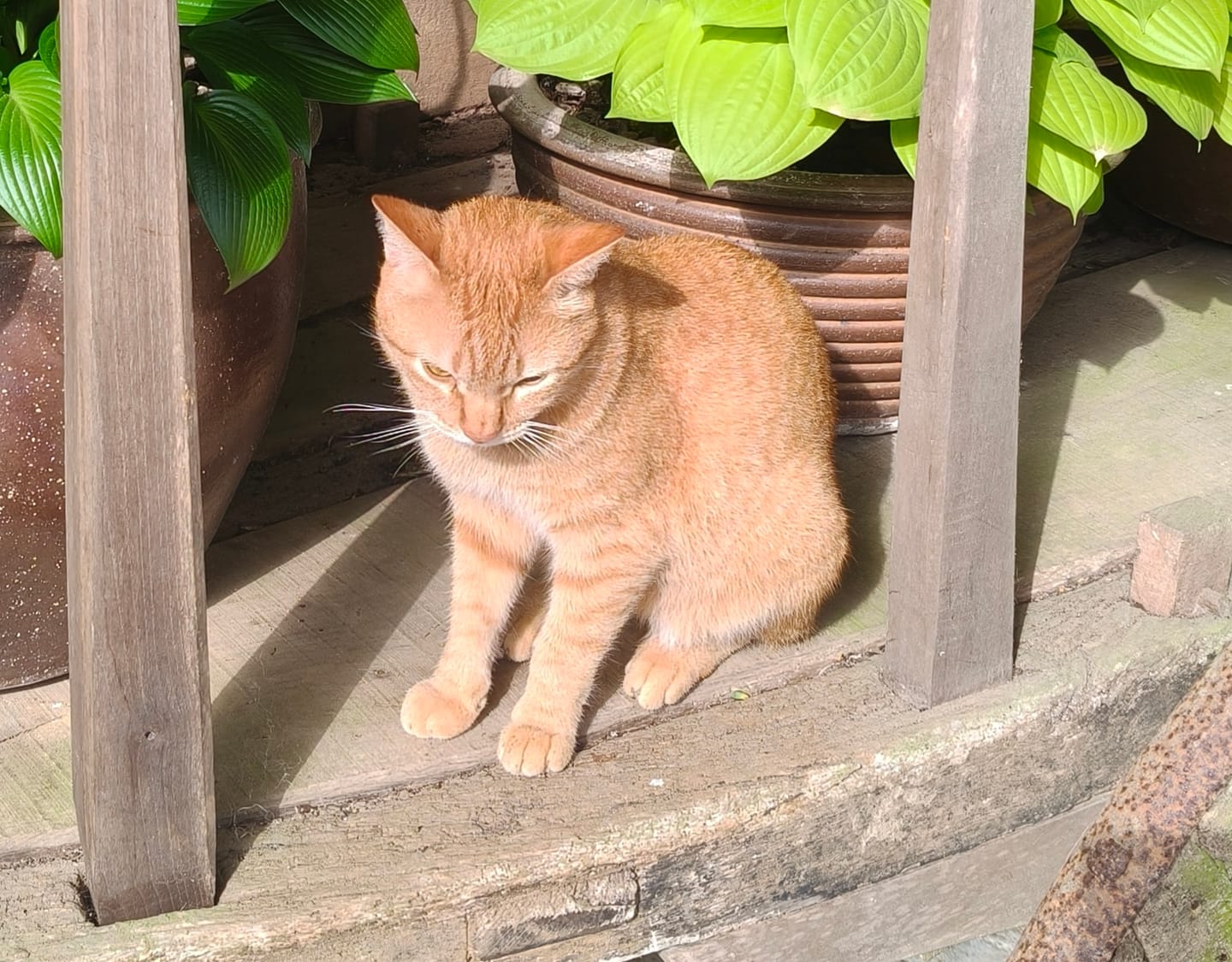 Customer photo review of Grain Free Cat Kitten