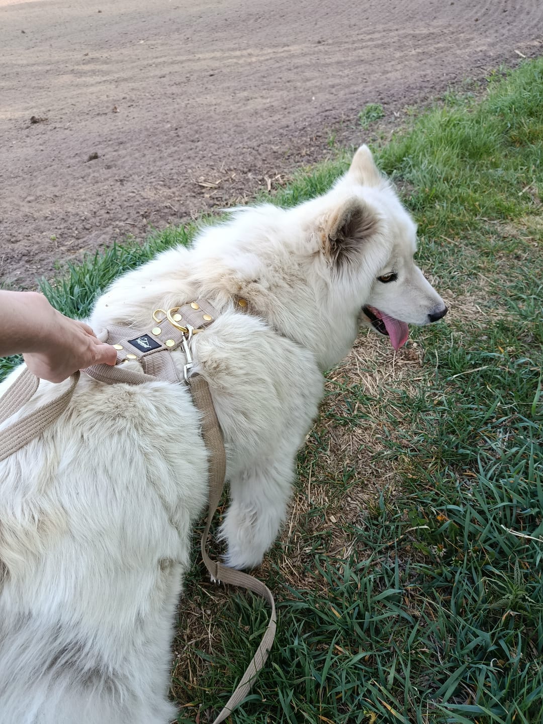 Customer photo review of Szelki z raczką typu guard - Easy Walk Golden Beżowe