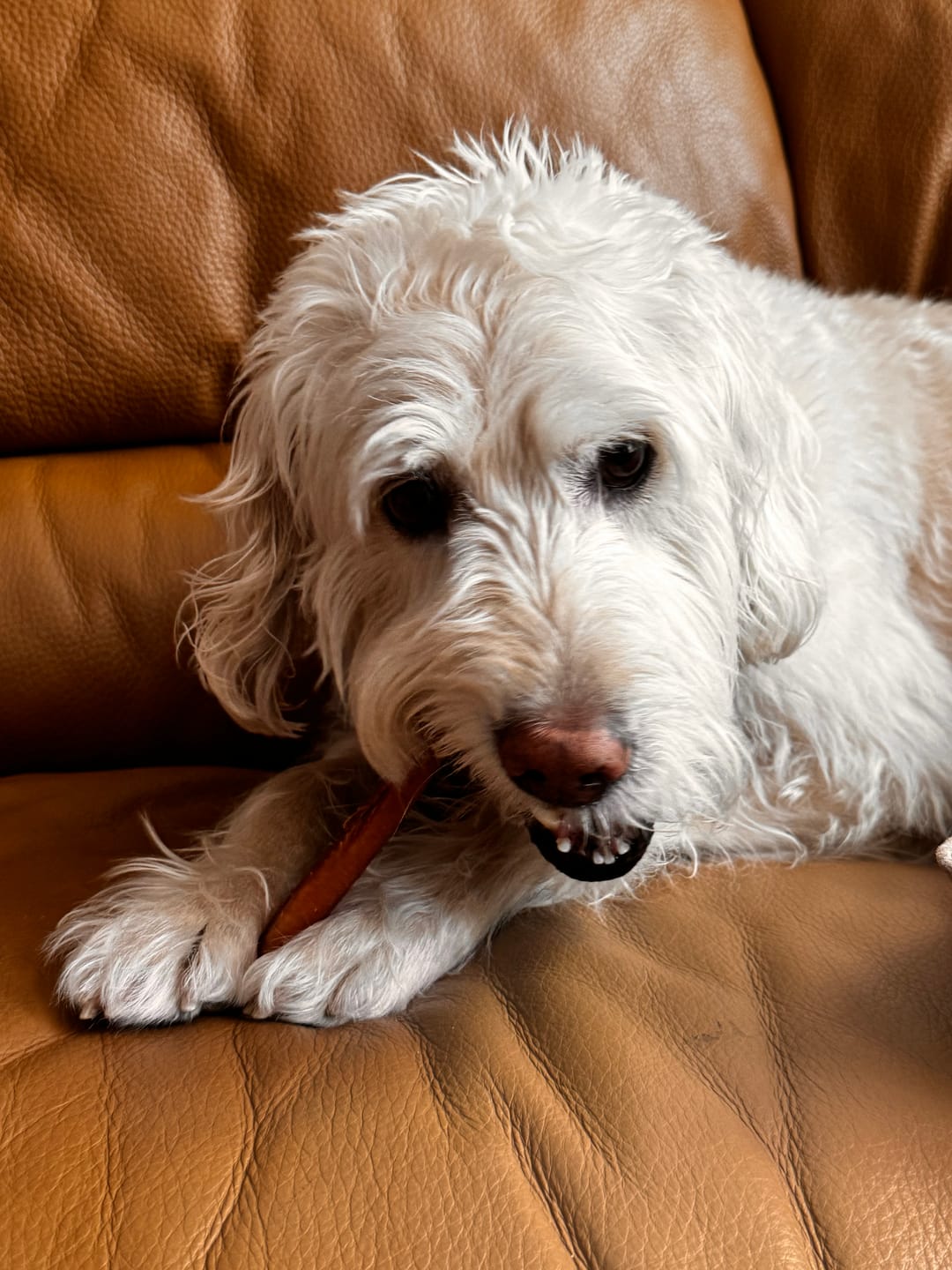 Customer photo review of Regular Bully Sticks