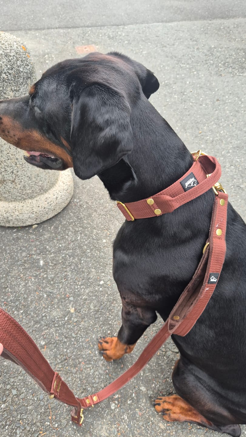 Customer photo review of Multi Guard Leash Golden Dark Brown - Multi-väktarkoppel