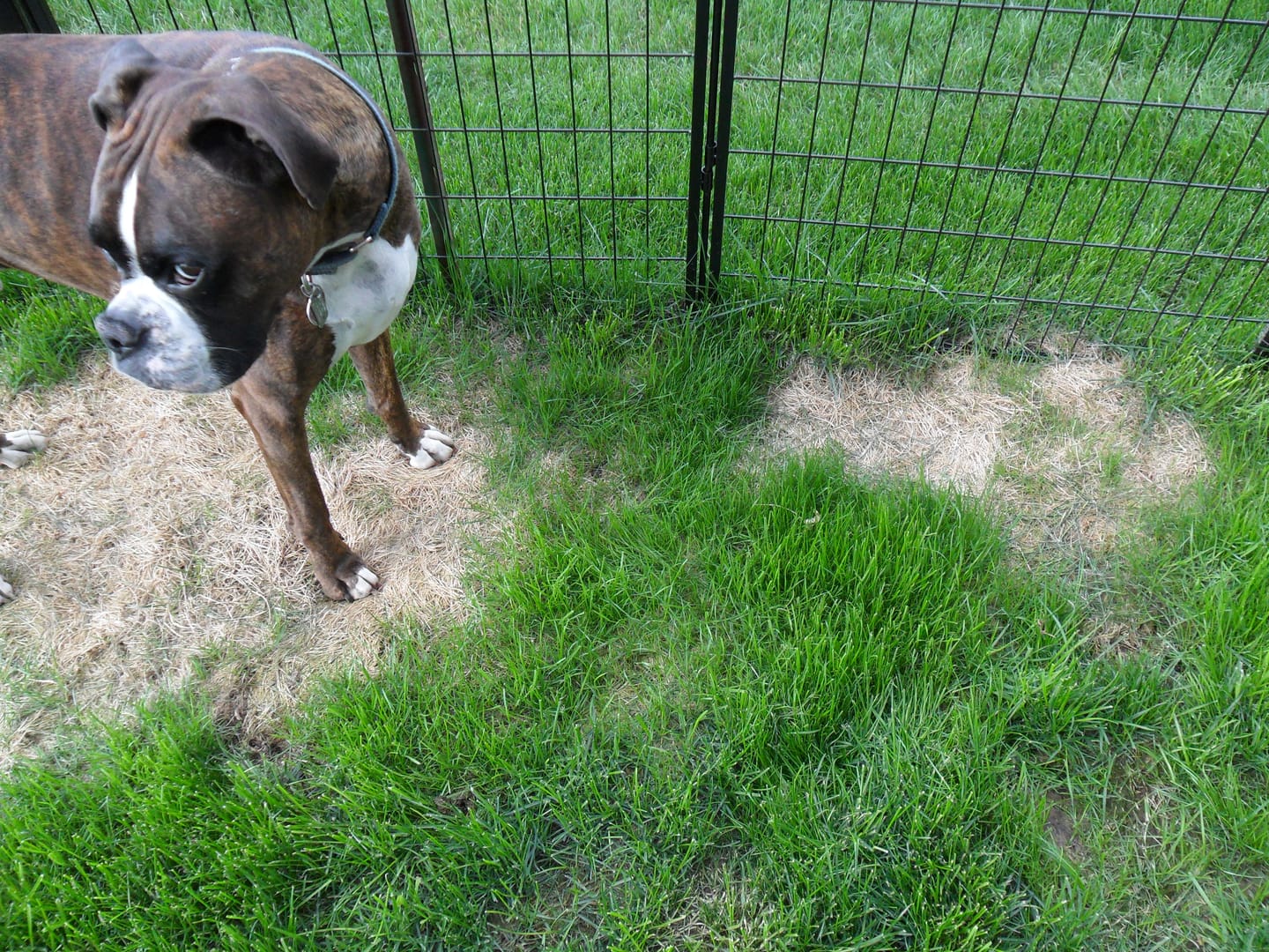 Customer photo review of Yellow Spot Green™ The Ultimate Grass Recovery Formula