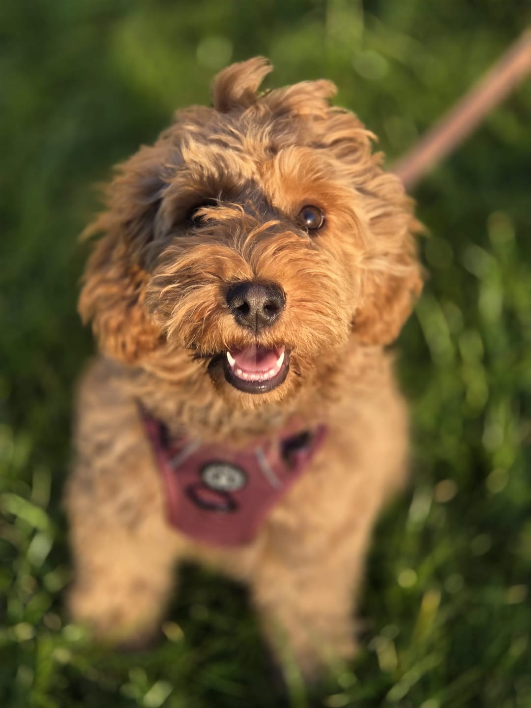Customer photo review of Trail & Glow® Dog Harness - Mulberry Tweed