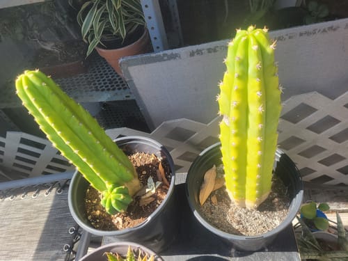 Customer photo review of Trichocereus Pachanoi | San Pedro Cactus Bulk Packs