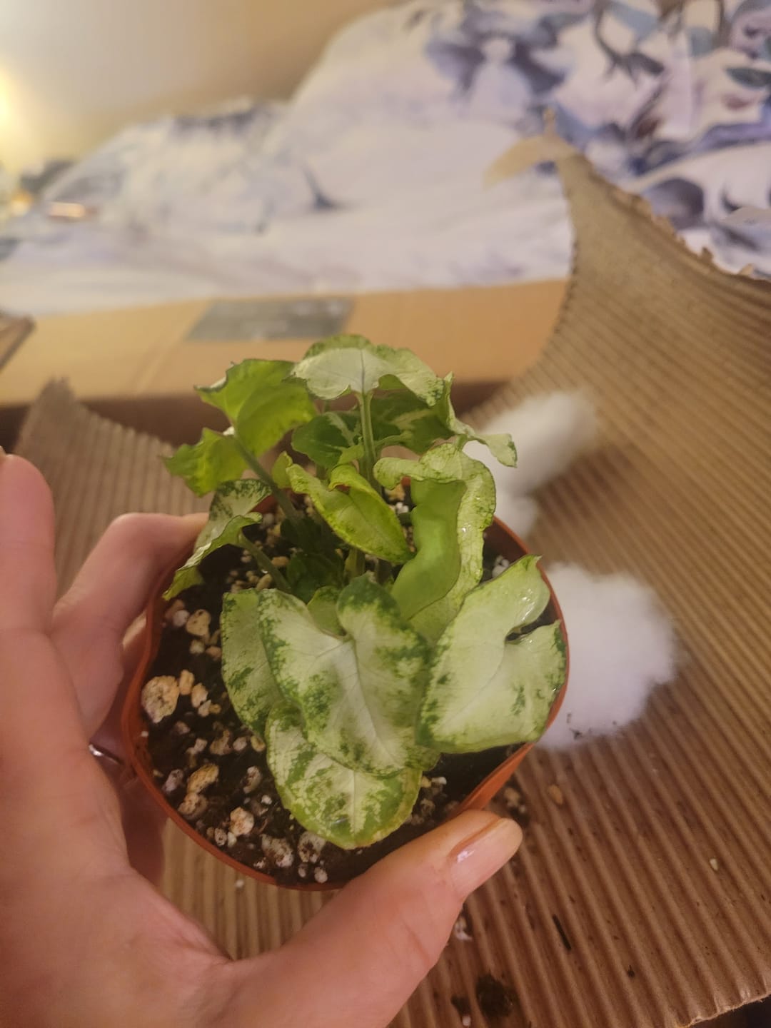 Customer photo review of Syngonium podophyllum 'Pixie'