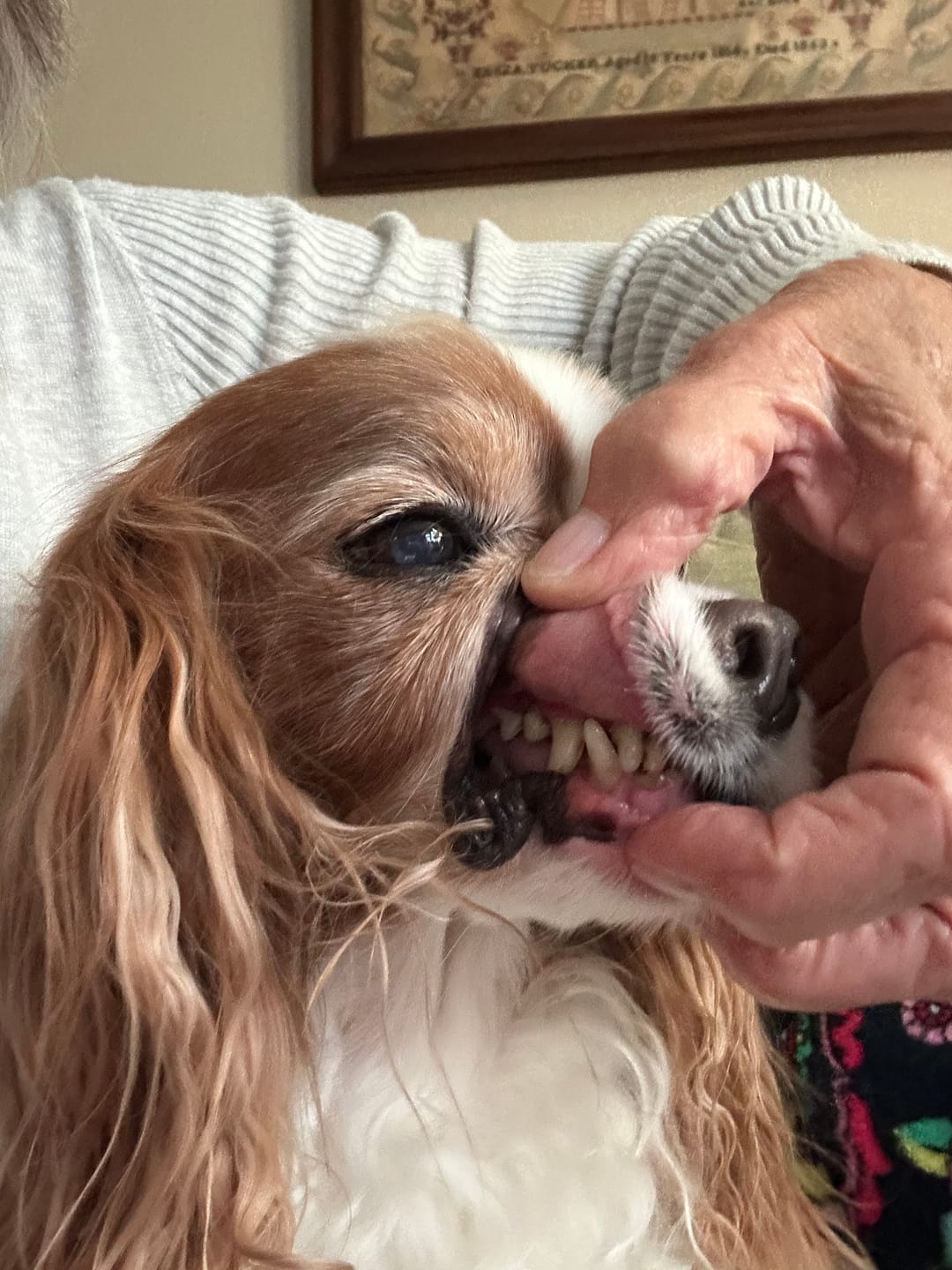 Customer photo review of Pet Dental Spray by Furaqua || Veterinarian Recommended 🏆