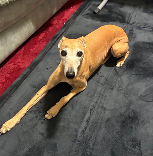 Customer's older tan dog lying comfortably on a dark grey Mellow Mat and looking at the camera.