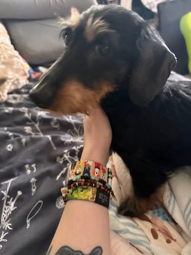 Reviewer wearing The Fun Ones Watchband+ on their wrist while gently petting a long-haired dachshund on a bed.