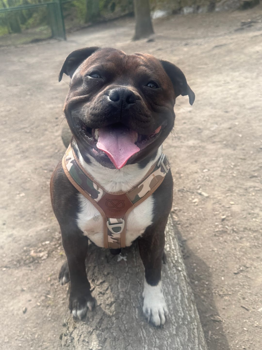 Customer photo review of Staffordshire Bull Terrier 1935® Harness & Leash Set - Sand Camo