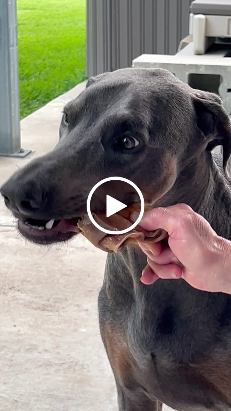 Customer video review of Pig Ears