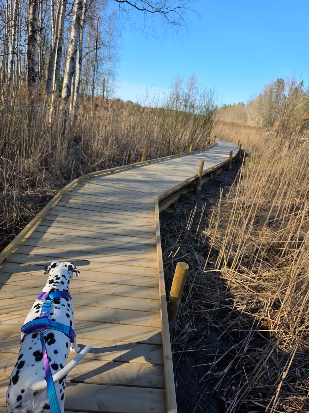 Customer photo review of Comfort Control No-Pull Dog Harnesses