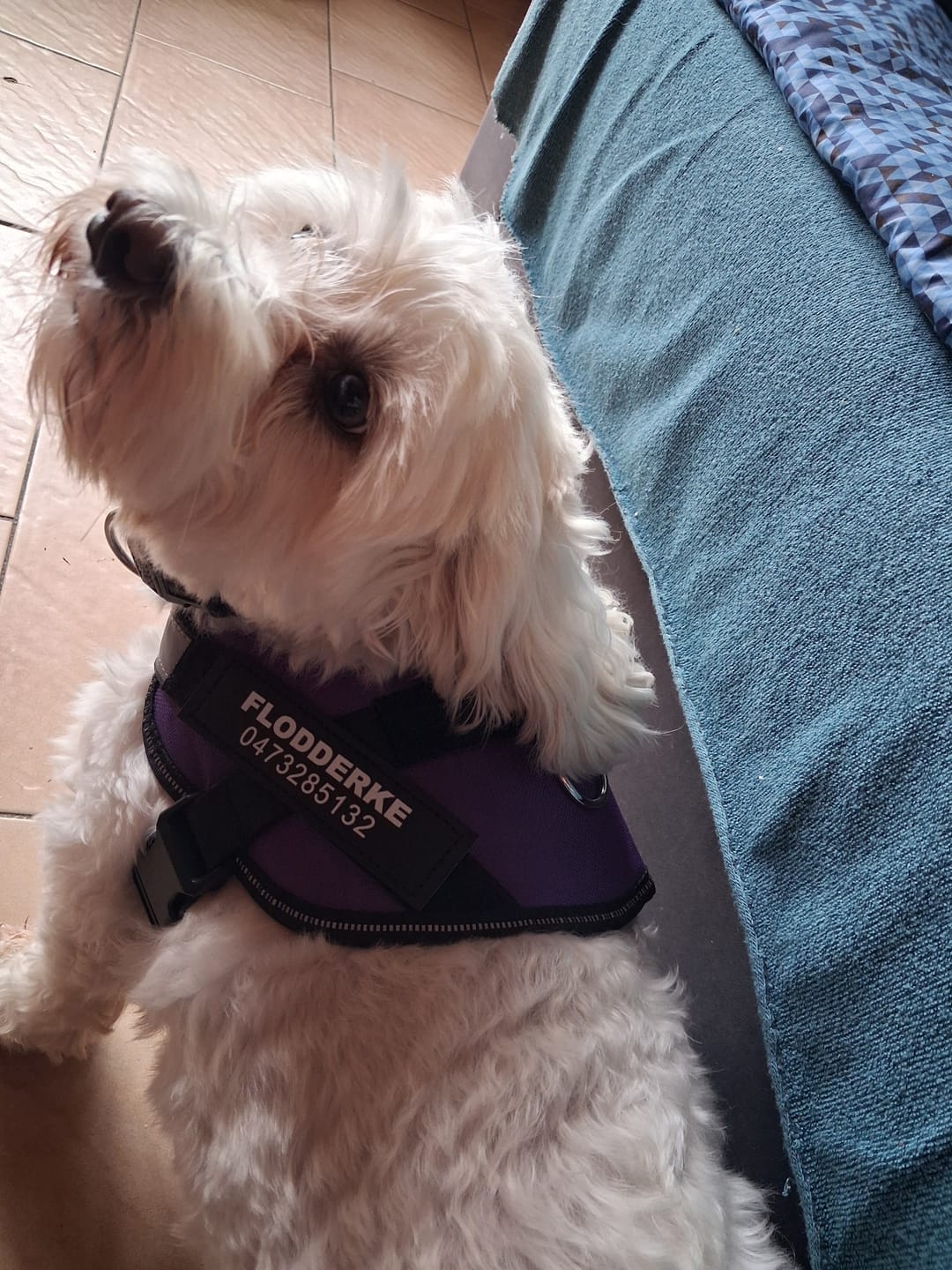 Customer photo review of PawGuard - Gepersonaliseerd Hondentuigje