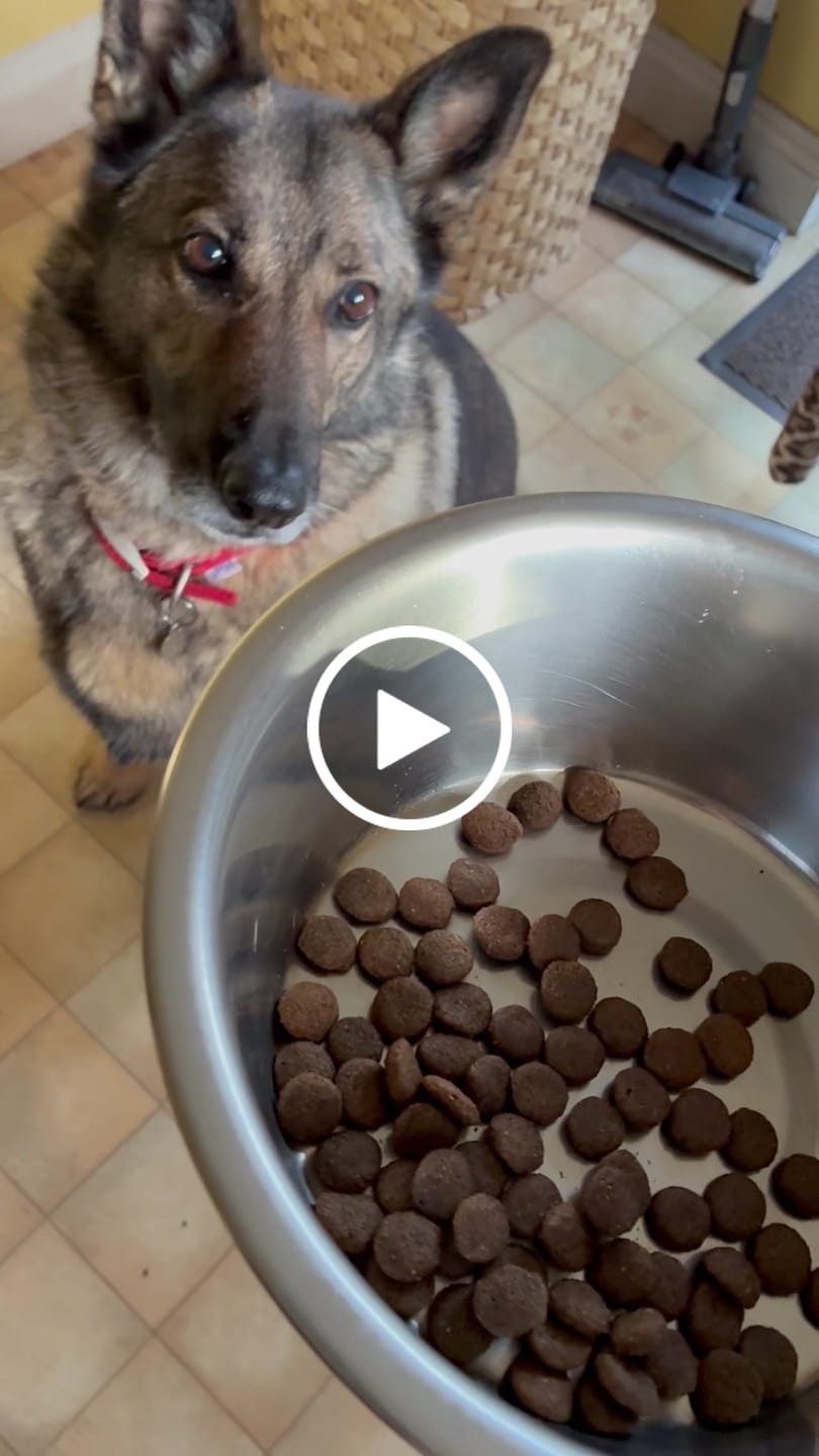 Customer video review of Scottish Salmon Dry Food