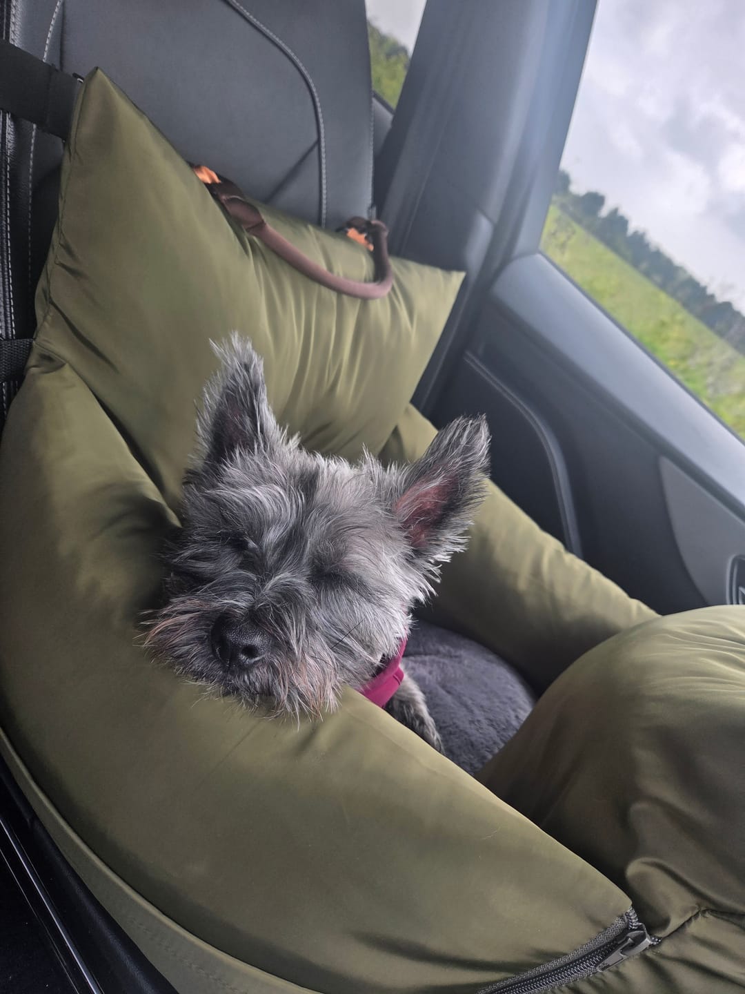 Customer photo review of Travel Dog Pod - Now With IsoFix