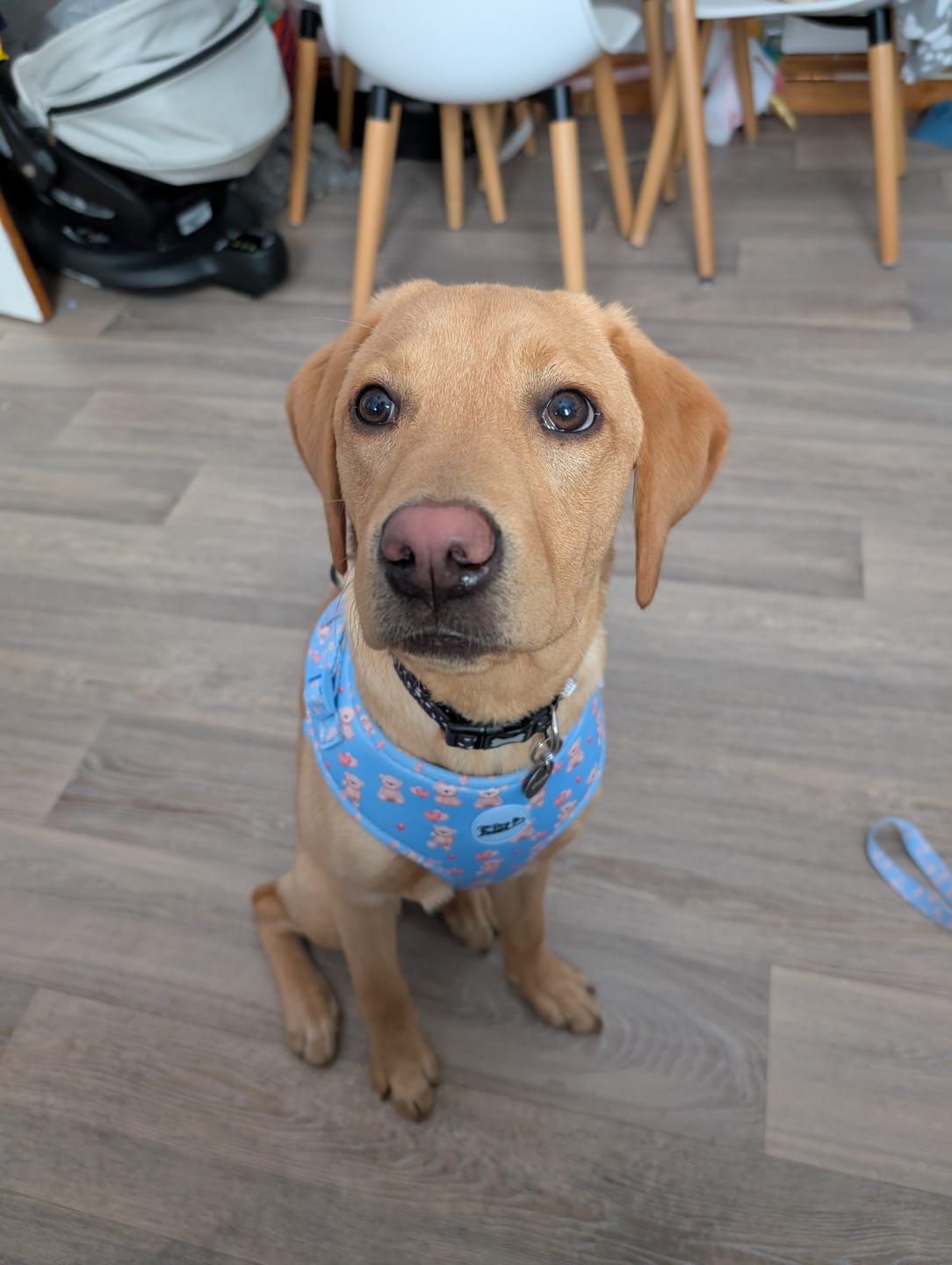Customer photo review of Everybody Needs A Teddy Bear Dog Walking Five Piece Set