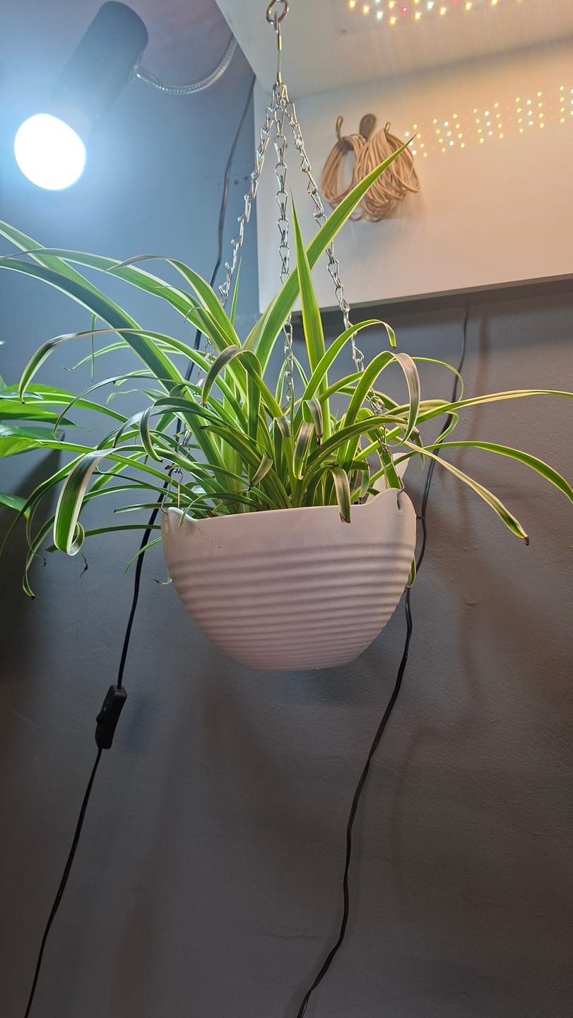 Customer photo review of Spider Plant Chlorophytum comosum