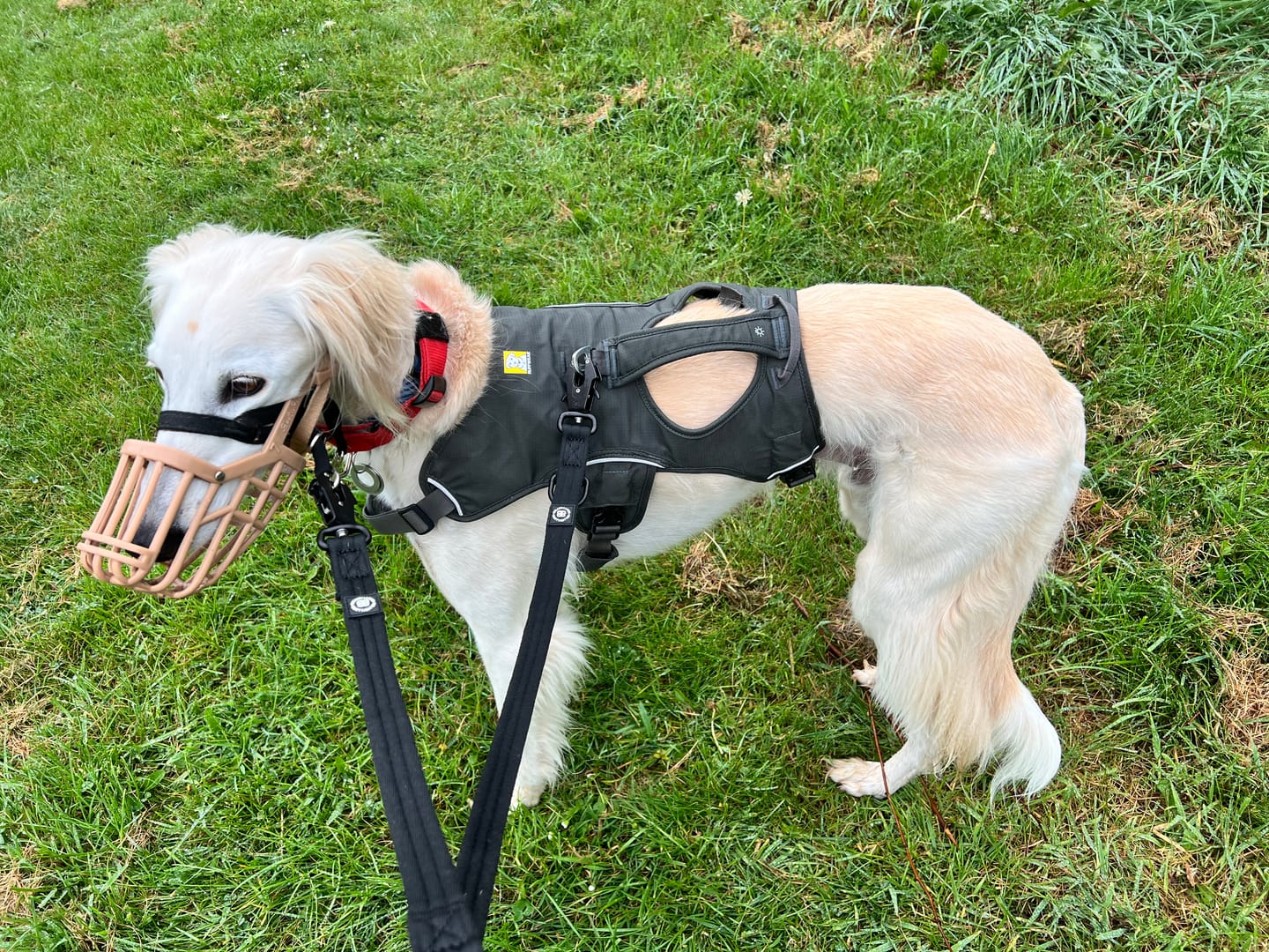 Customer photo review of Lightweight Training Double Ended Dog Lead | 2m Length - Black