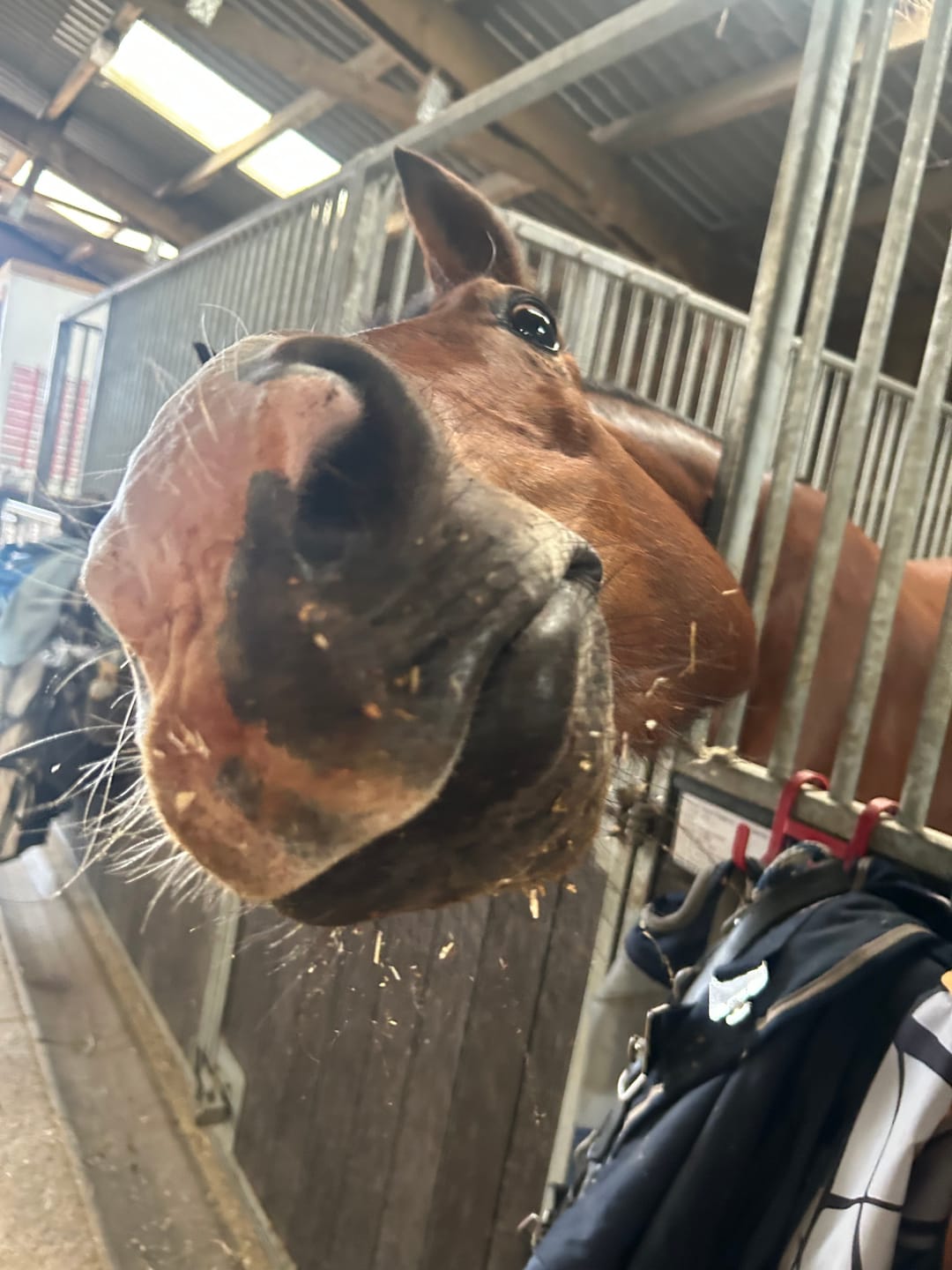 Customer photo review of Hoof Oil
