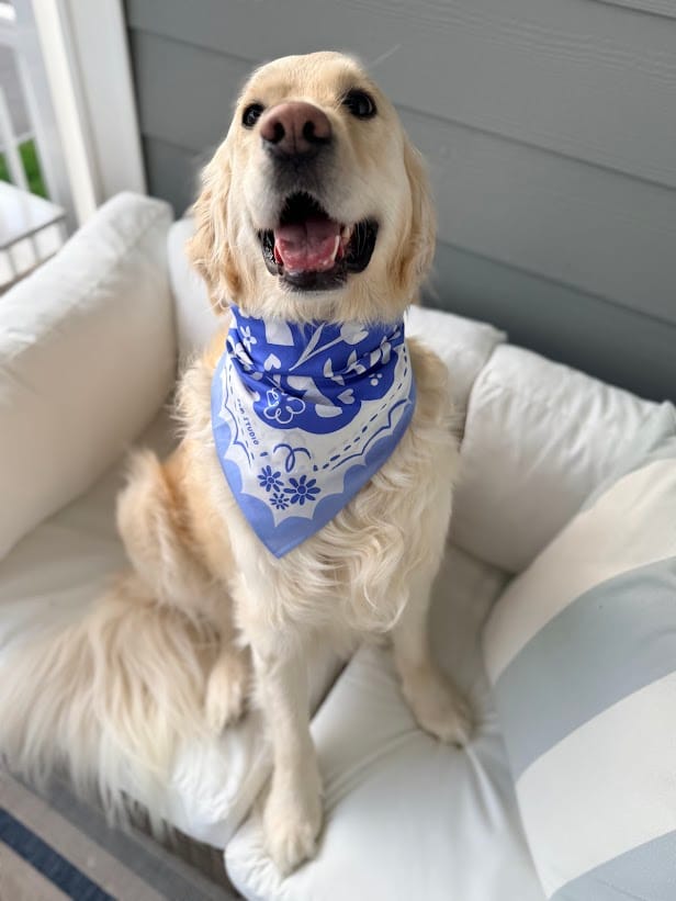 Customer photo review of Matisse Bandana