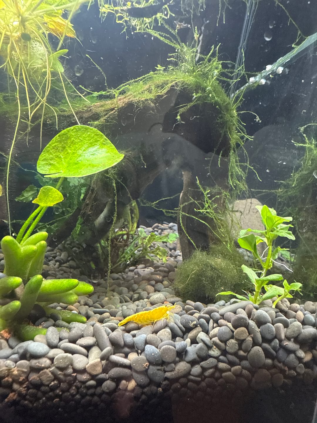 Customer photo review of Green Jade Shrimp