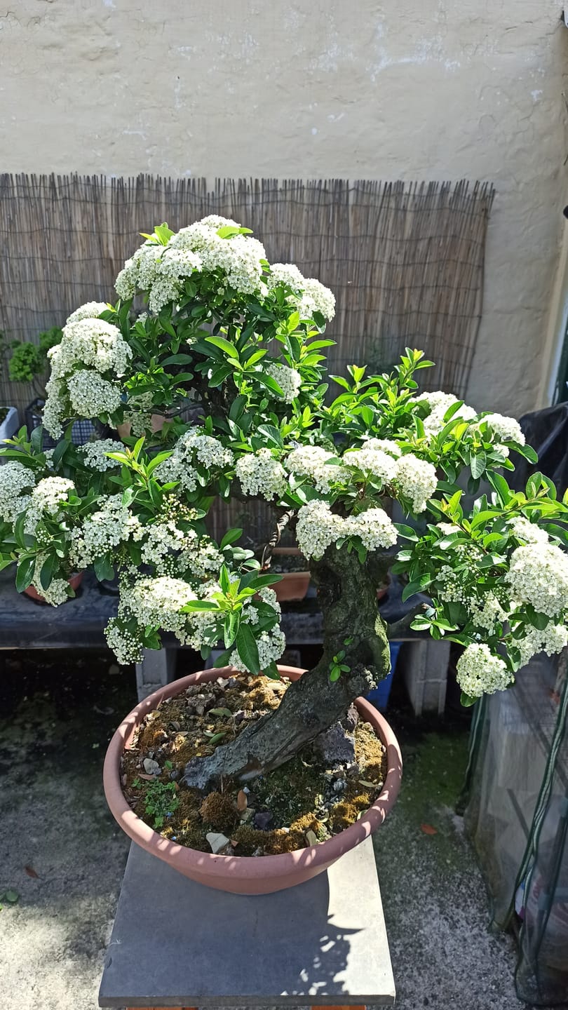 Customer photo review of TNT STARTER TURBO CONCIME PRIMAVERILE BONSAI PREMIUM CB®